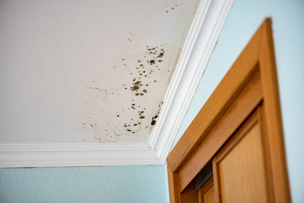 Mold Documentation for Insurance Claims in Alexandria, LA